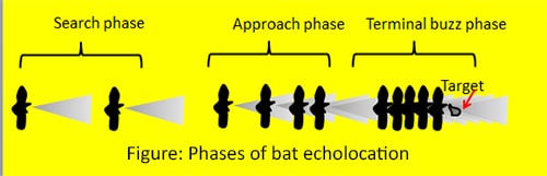 phases of bat echolocation